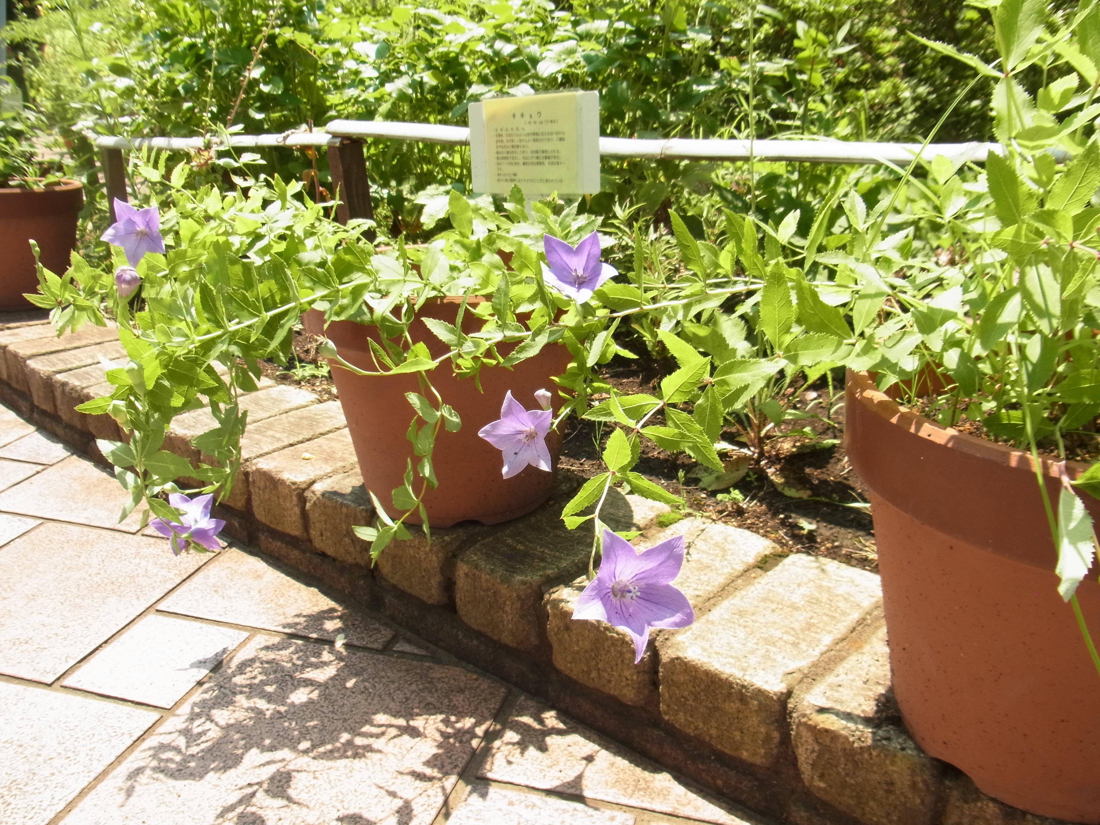 ha20170901 1キキョウ.jpg