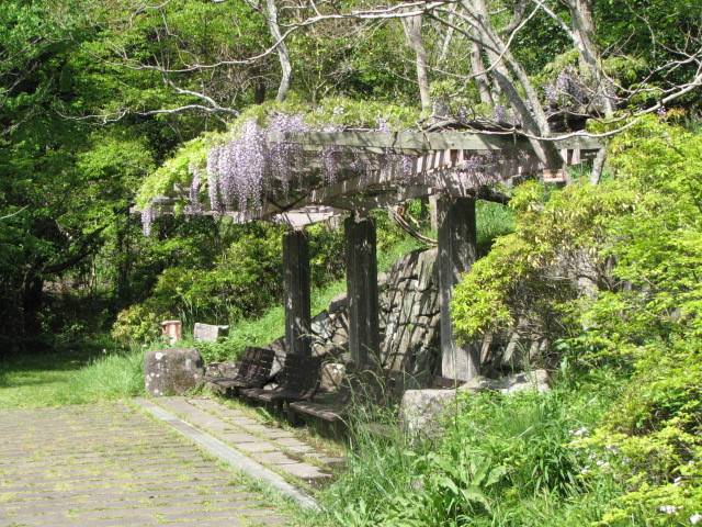 写真4-1 フジ.jpg