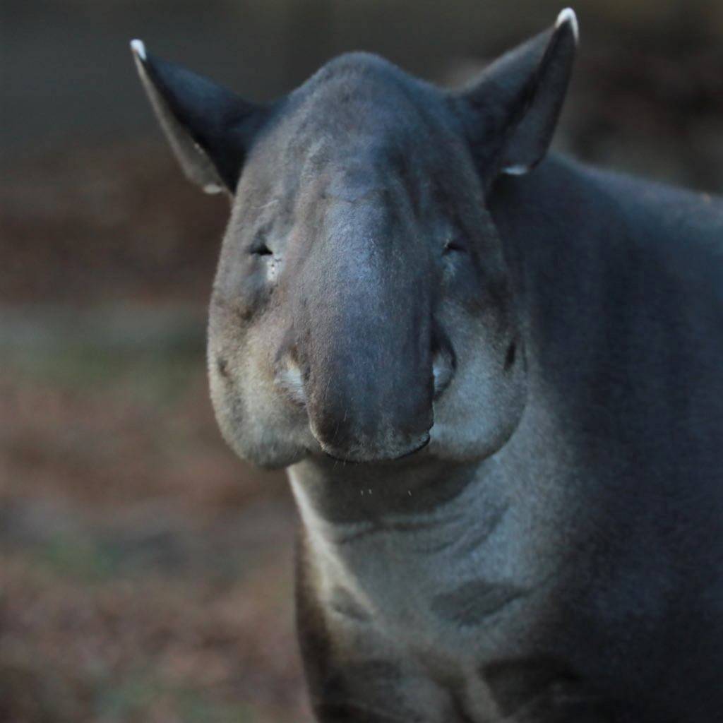 世界バクの日 ベアードバクの場合 こぼれ話 金沢動物園公式サイト 公益財団法人 横浜市緑の協会 世界バクの日 ベアードバクの場合 こぼれ話 金沢動物園公式サイト 公益財団法人 横浜市緑の協会