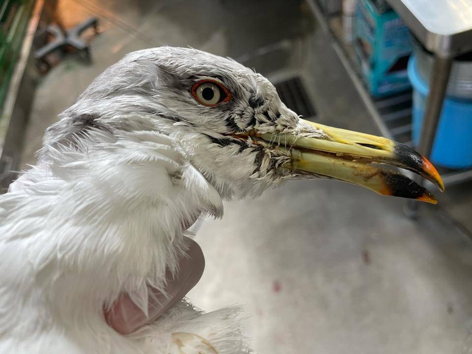 嘴に釣り糸グルグルのウミネコ.jpg