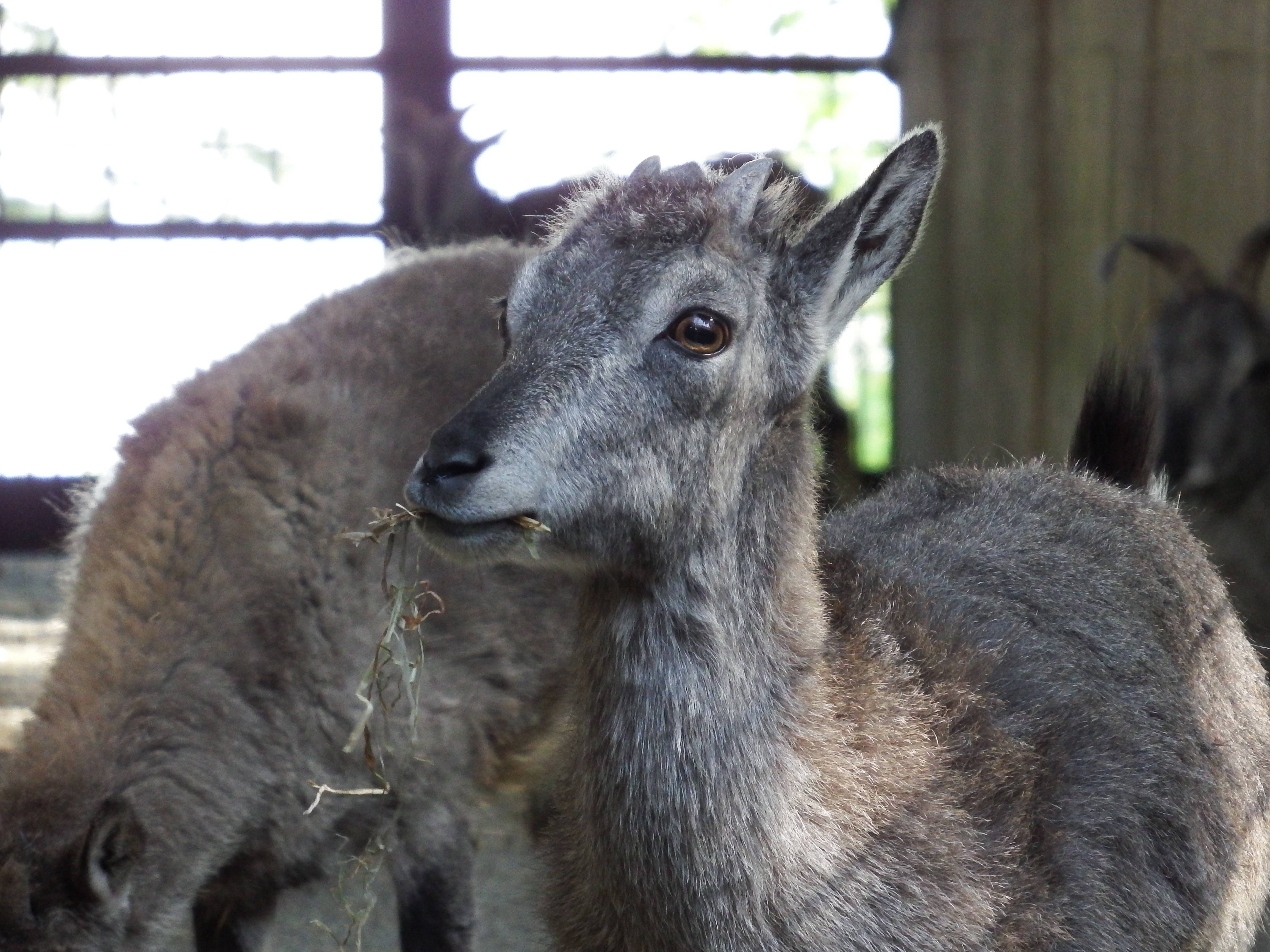 クー誕生日 大.jpg