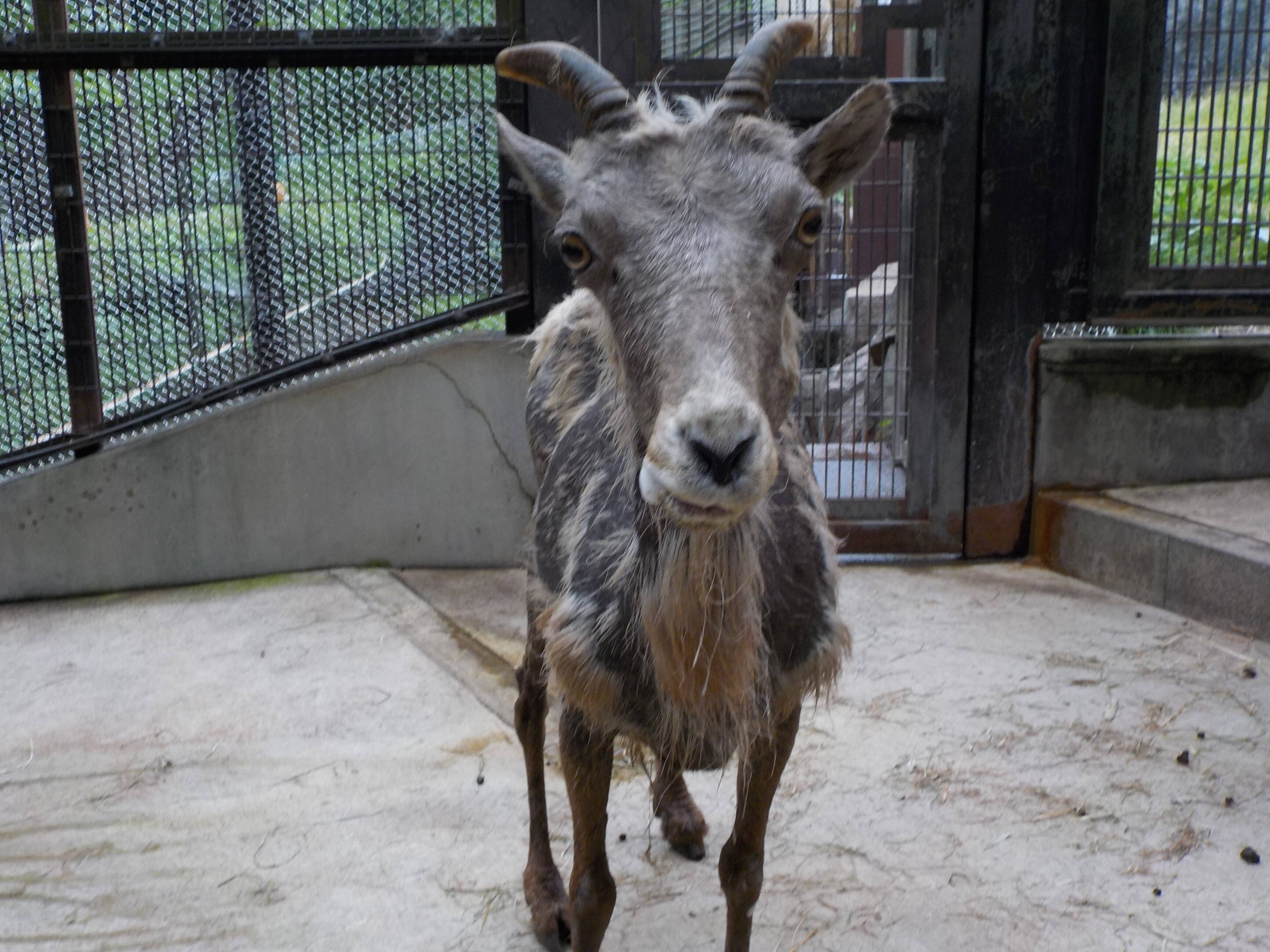 夏毛 のチャグ.jpg