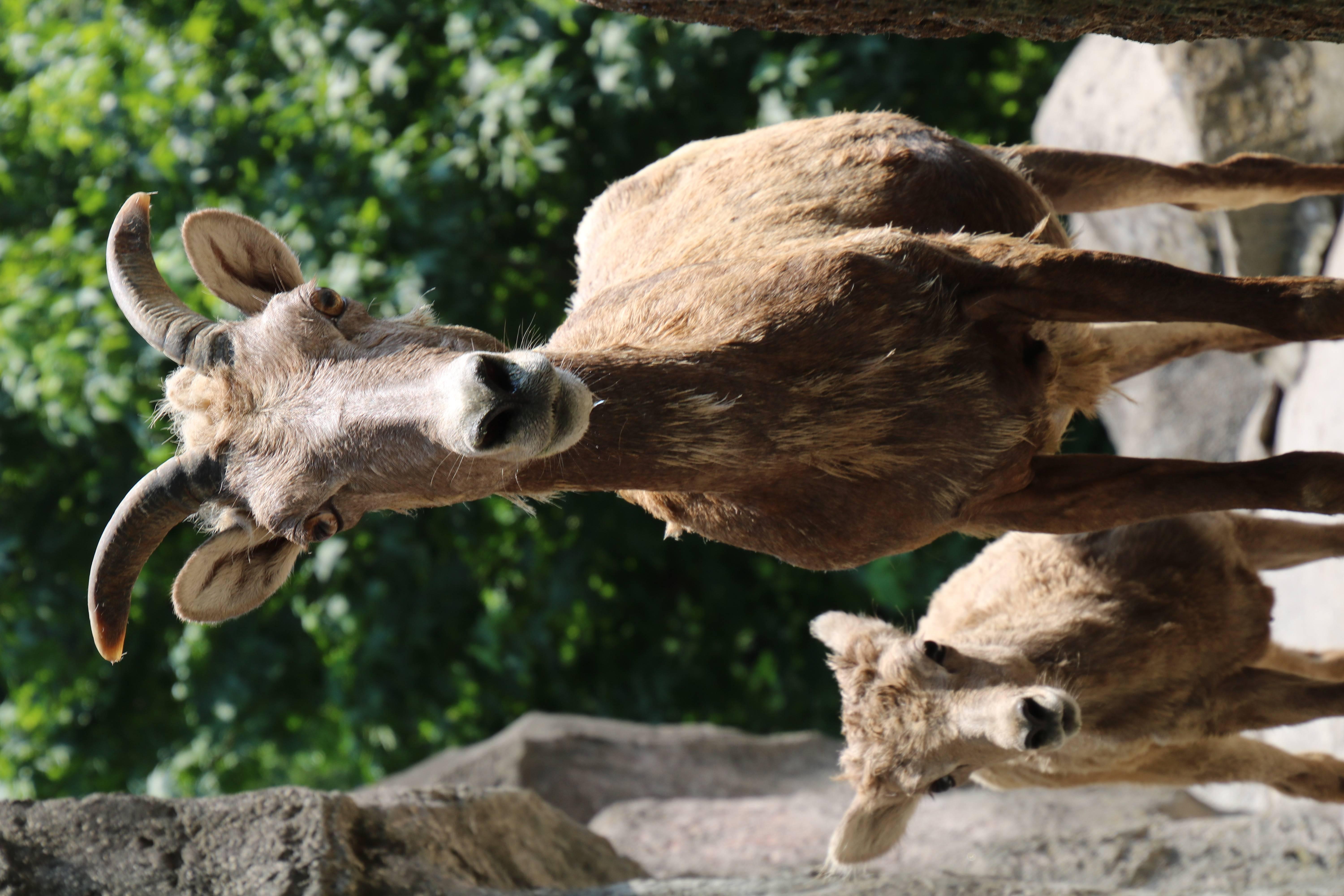 生後2カ月のノゾミとザビコ.jpg