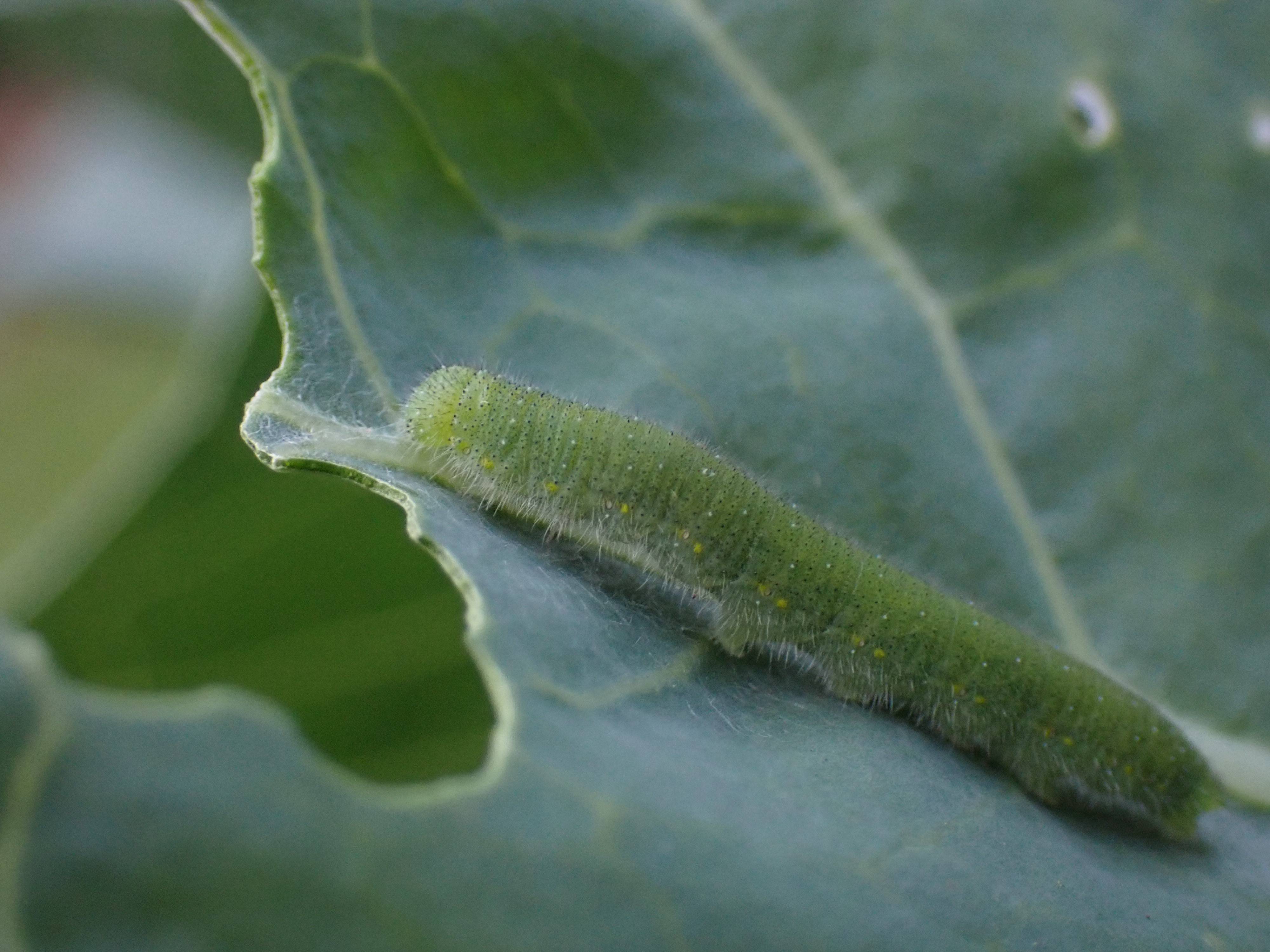 キャベツを食べたチョウの幼虫.jpg