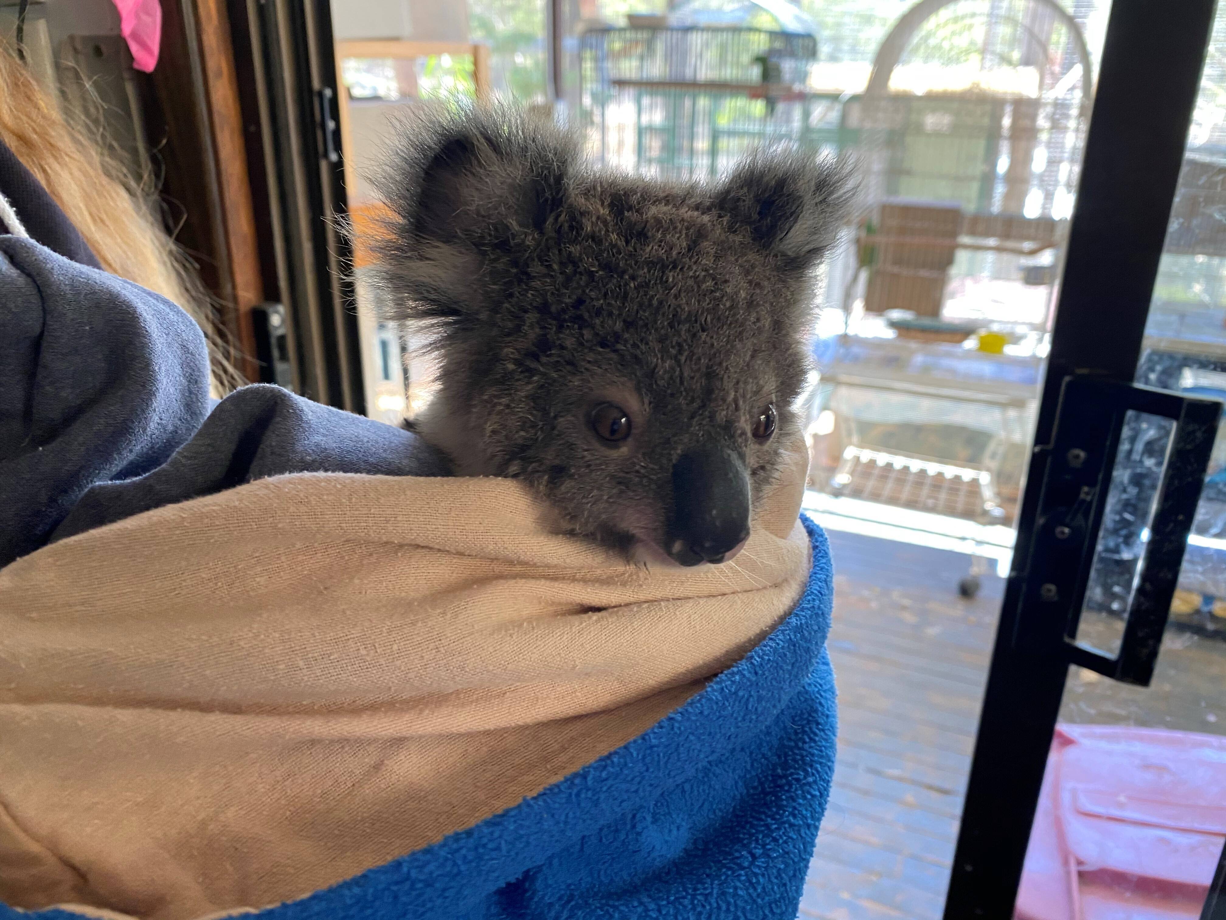 オーストラリア森林火災にともなう活動支援のご紹介 Oh カンガルー 金沢動物園公式サイト 公益財団法人 横浜市緑の協会