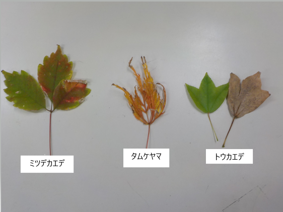 写真⑪葉の種類.png