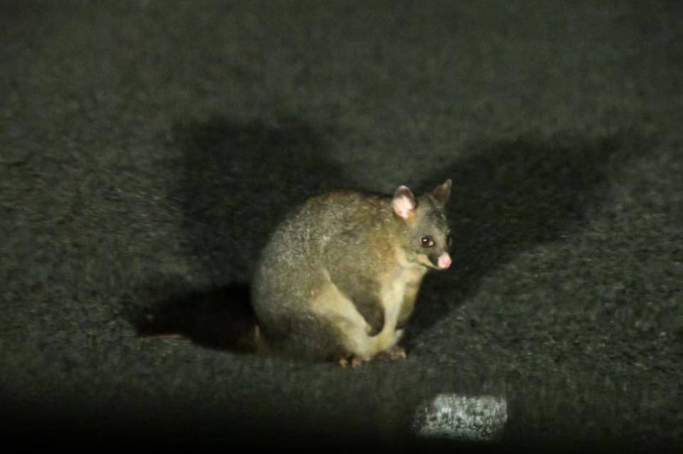 写真④ フクロギツネ.jpg