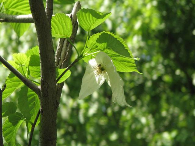 写真3-2 ハンカチノキ.jpg