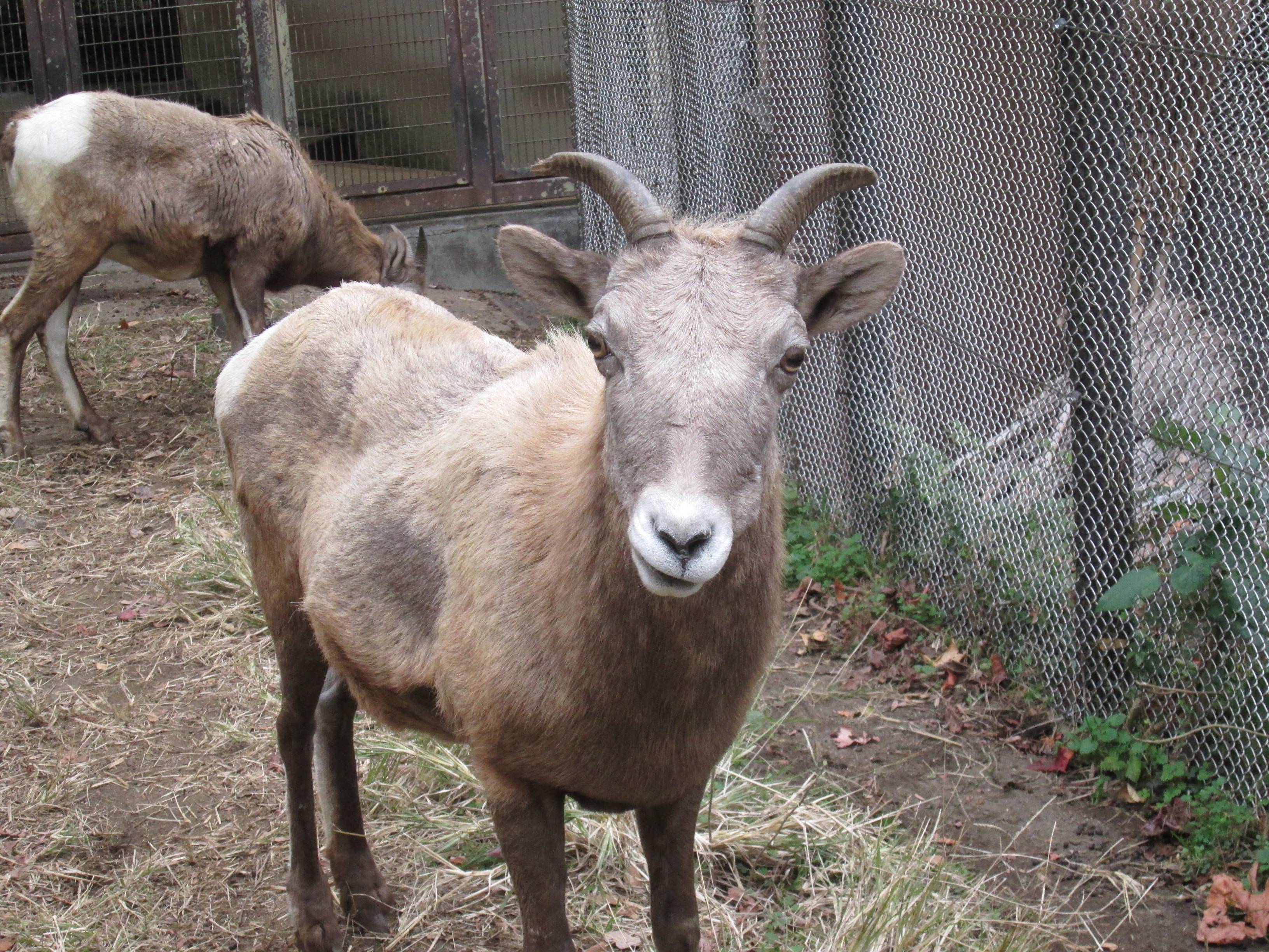 似ているけれど 違います オオきなツノのヒツジの日記 金沢動物園公式サイト 公益財団法人 横浜市緑の協会