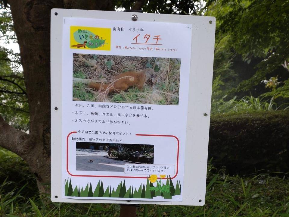 イタチパネル.jpg