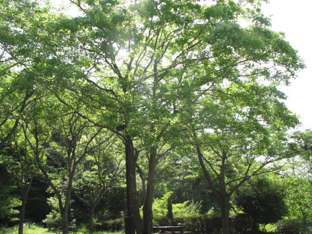 写真2-1 ヒトツバタゴ.jpg