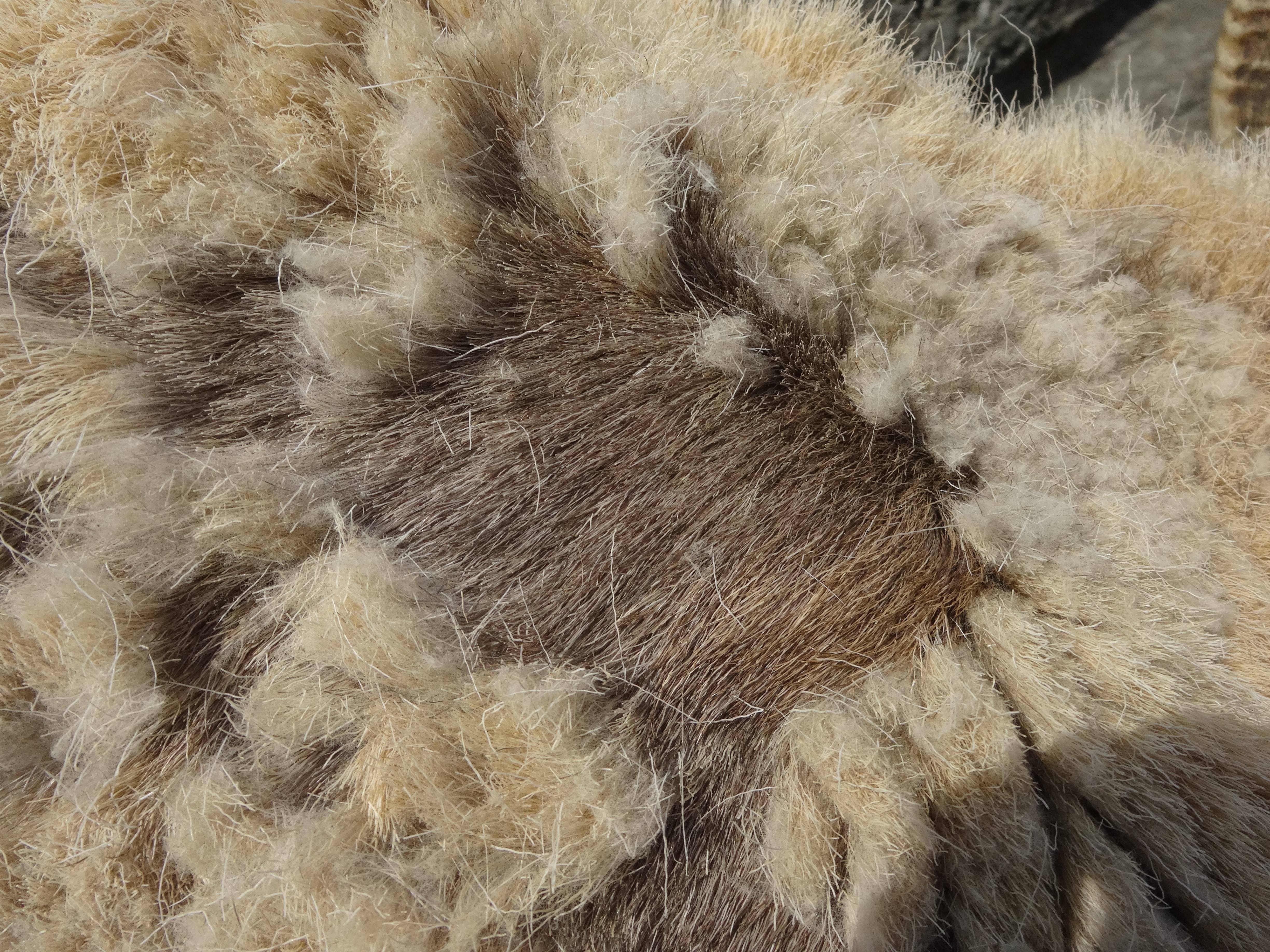 毛のアップ.jpg