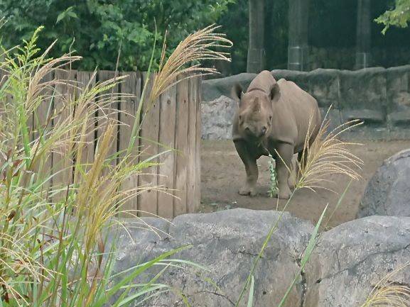 秋の動物観察の勧め クロサイとキリン編 こぼれ話 金沢動物園公式サイト 公益財団法人 横浜市緑の協会 秋の動物観察の勧め クロサイとキリン編 こぼれ話 金沢動物園公式サイト 公益財団法人 横浜市緑の協会