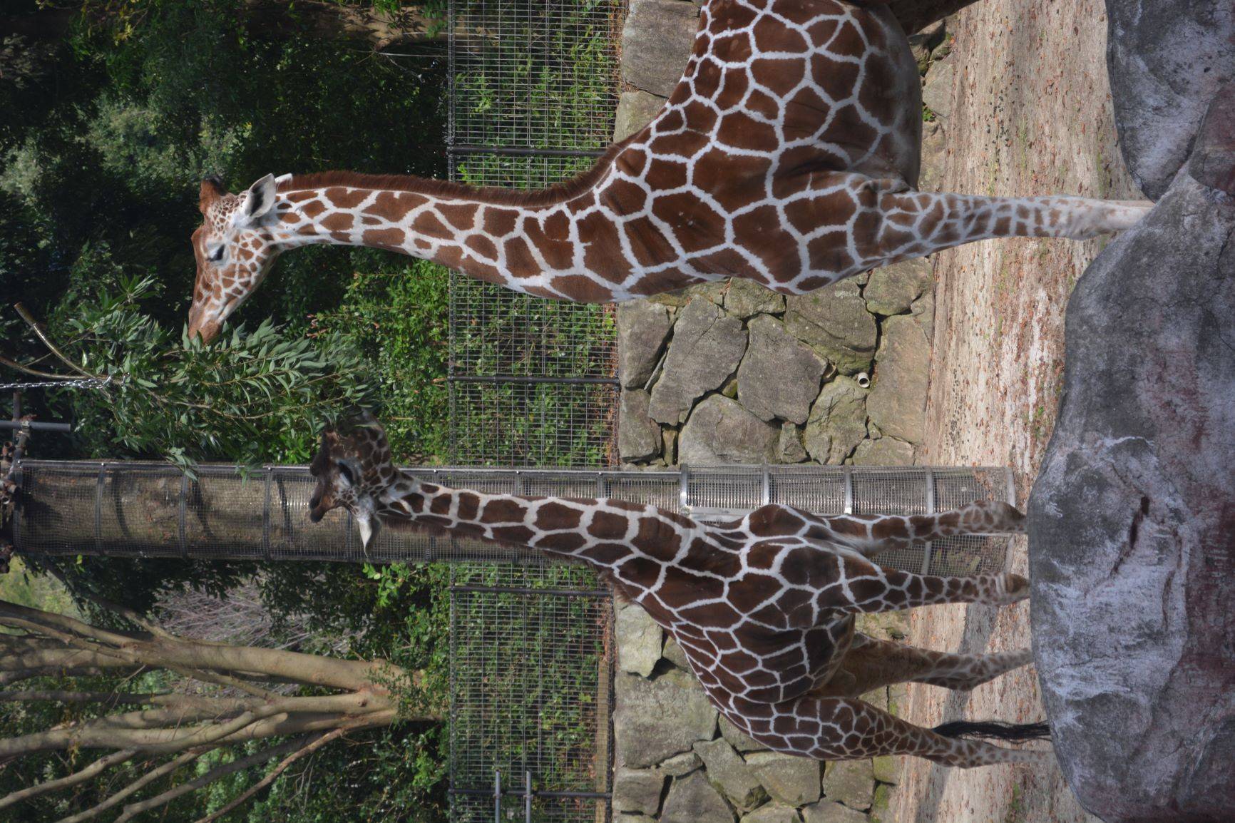 秋の動物観察の勧め クロサイとキリン編 こぼれ話 金沢動物園公式サイト 公益財団法人 横浜市緑の協会 秋の動物観察の勧め クロサイとキリン編 こぼれ話 金沢動物園公式サイト 公益財団法人 横浜市緑の協会