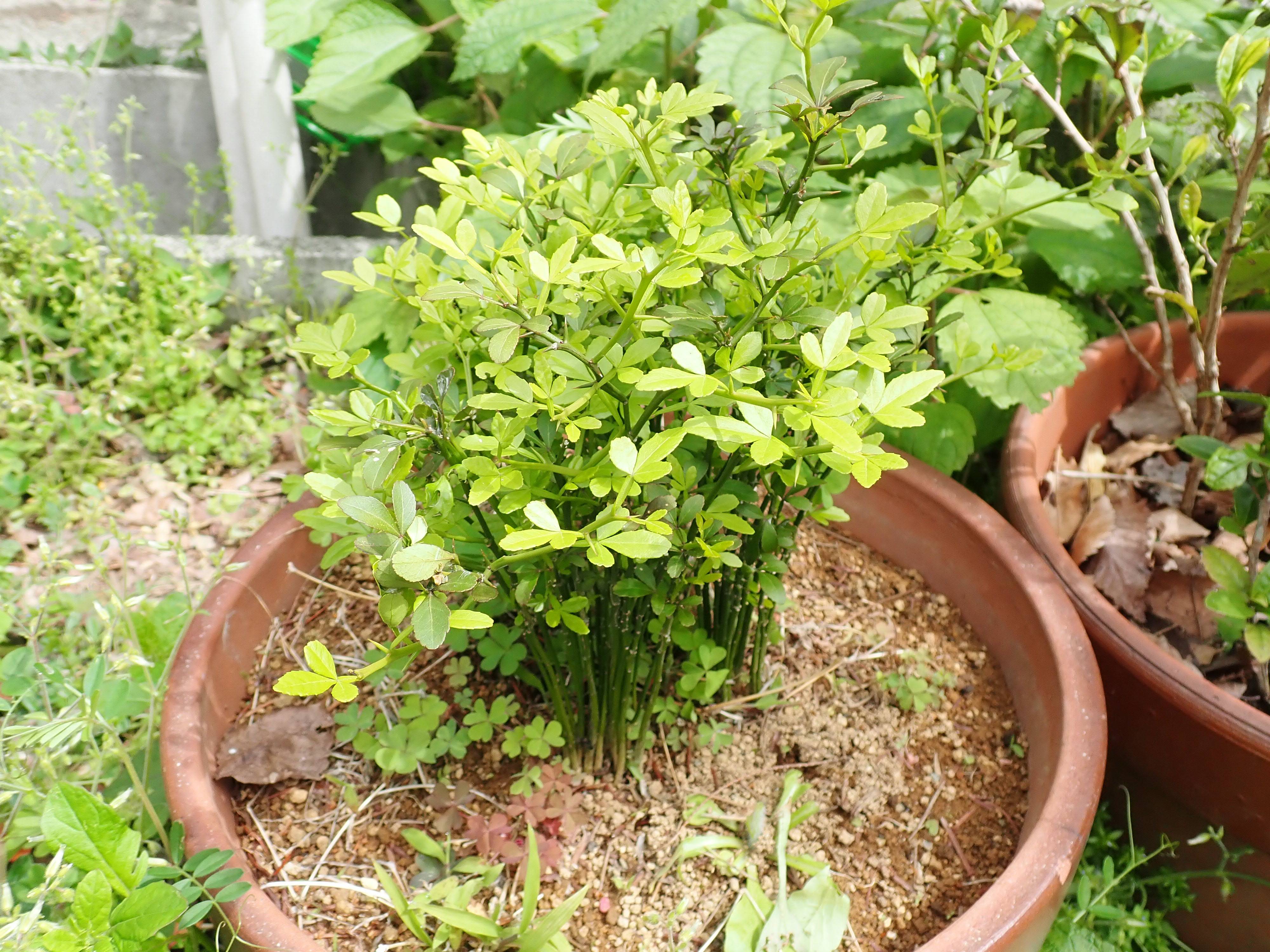 210425 こぼれ③ カラタチ.jpg