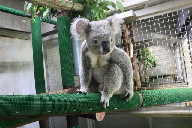 最近のチャーリー ブログ 金沢動物園公式サイト 公益財団法人 横浜市緑の協会 最近のチャーリー ブログ 金沢動物園公式サイト 公益財団法人 横浜市緑の協会