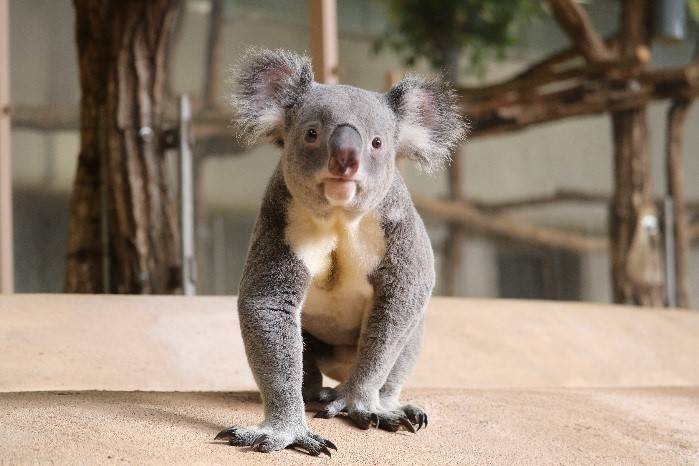 コアラからのお知らせ ブログ 金沢動物園公式サイト 公益財団法人 横浜市緑の協会 コアラからのお知らせ ブログ 金沢動物園公式サイト 公益財団法人 横浜市緑の協会