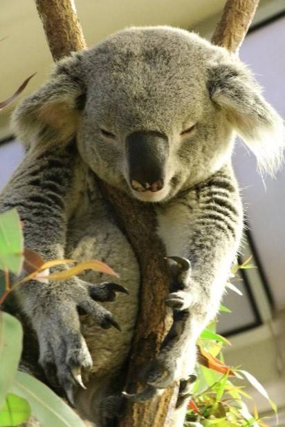 コアラからのお知らせ ブログ 金沢動物園公式サイト 公益財団法人 横浜市緑の協会
