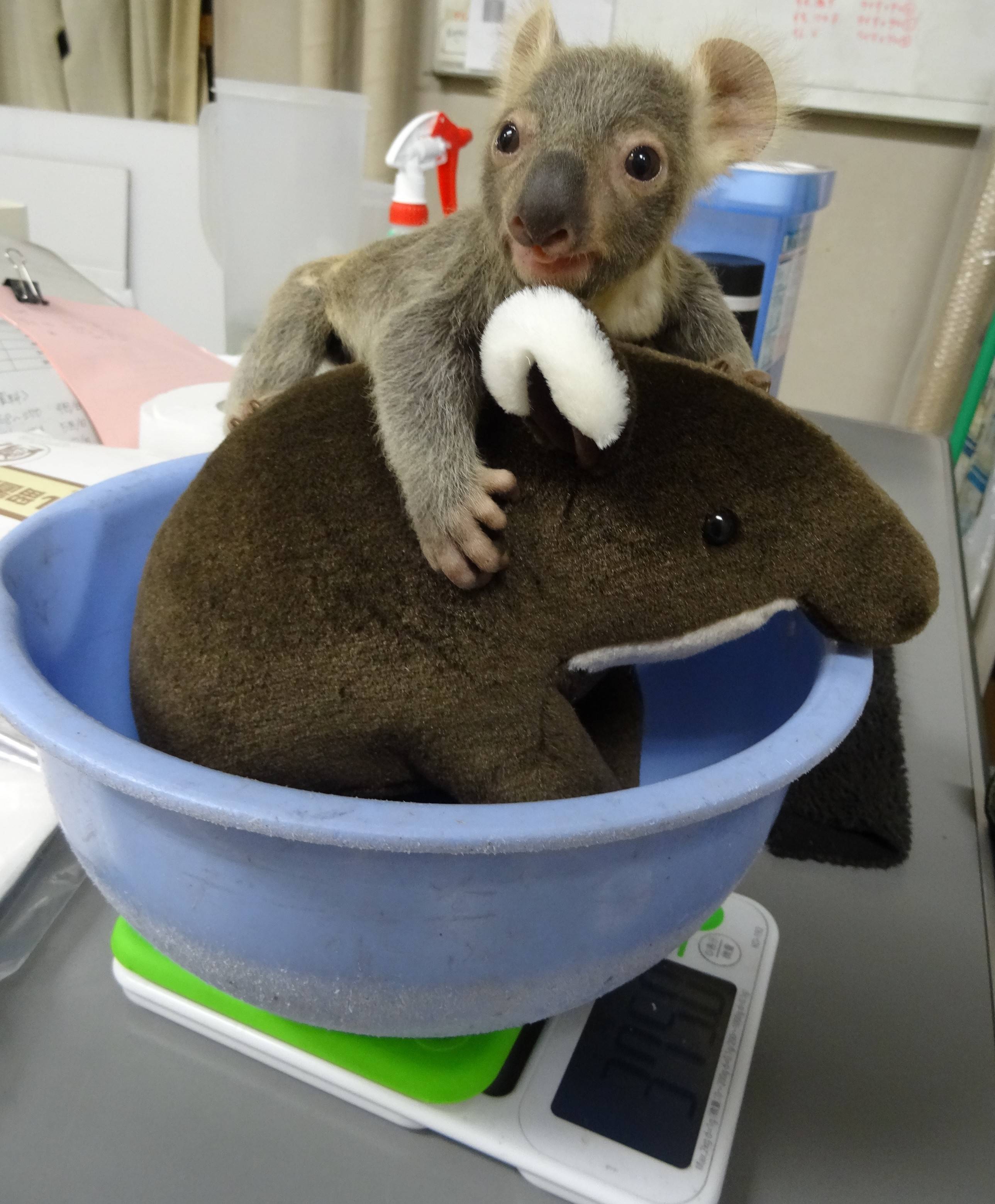 祝 5歳 こぼれ話 金沢動物園公式サイト 公益財団法人 横浜市緑の協会 祝 5歳 こぼれ話 金沢動物園公式サイト 公益財団法人 横浜市緑の協会