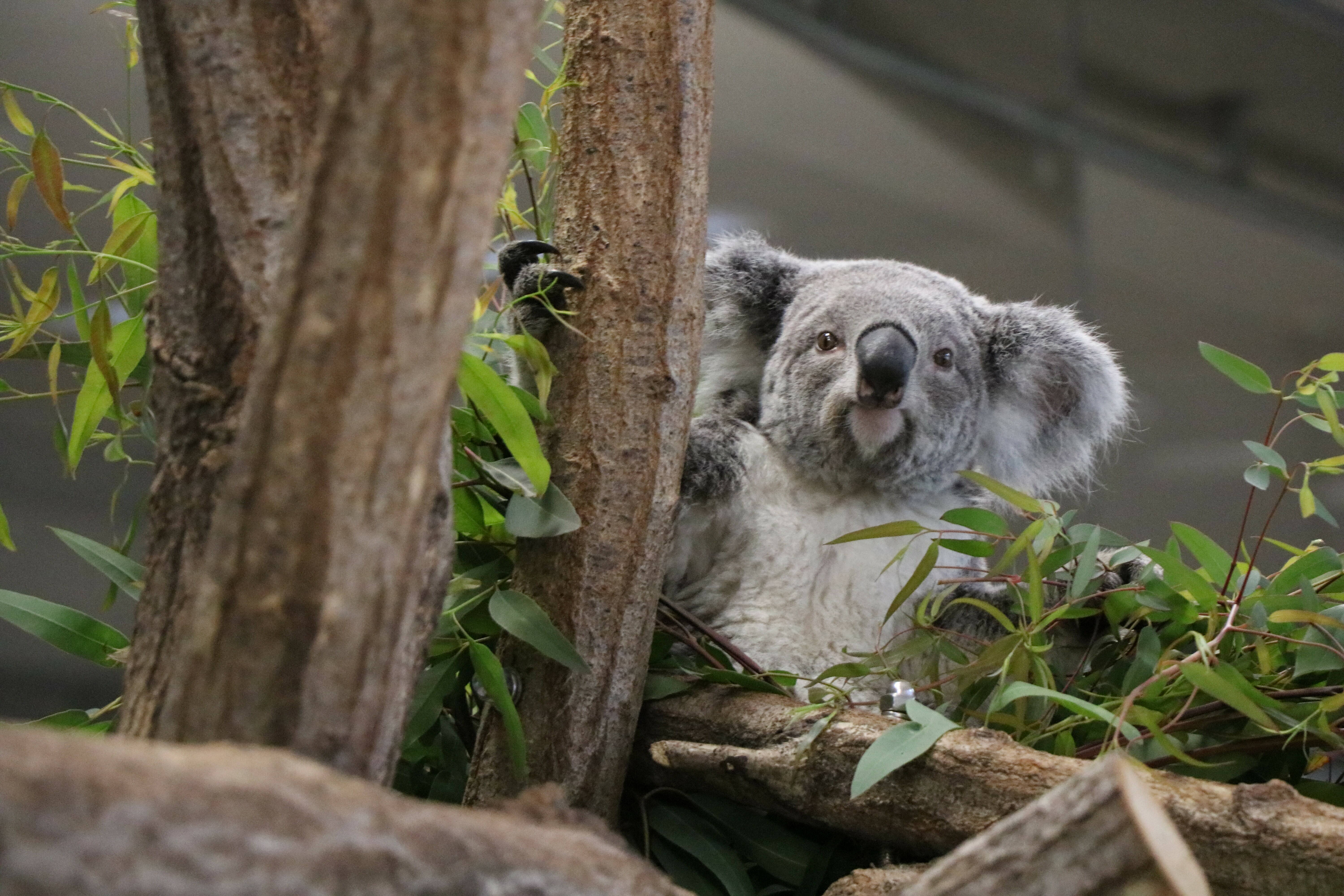 ただいま 練習中 こぼれ話 金沢動物園公式サイト 公益財団法人 横浜市緑の協会 ただいま 練習中 こぼれ話 金沢動物園公式サイト 公益財団法人 横浜市緑の協会