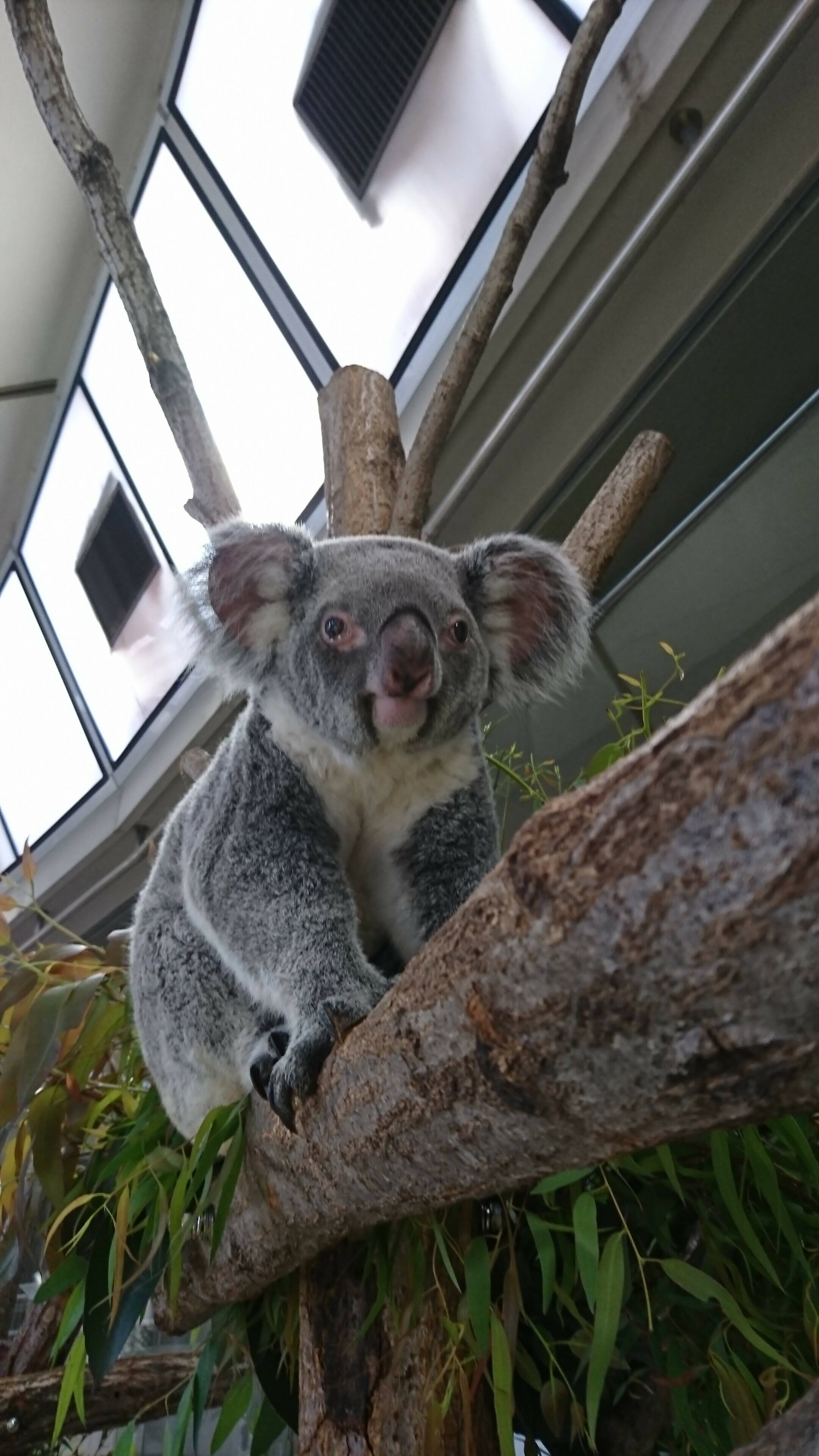 ただいま 練習中 こぼれ話 金沢動物園公式サイト 公益財団法人 横浜市緑の協会 ただいま 練習中 こぼれ話 金沢動物園公式サイト 公益財団法人 横浜市緑の協会