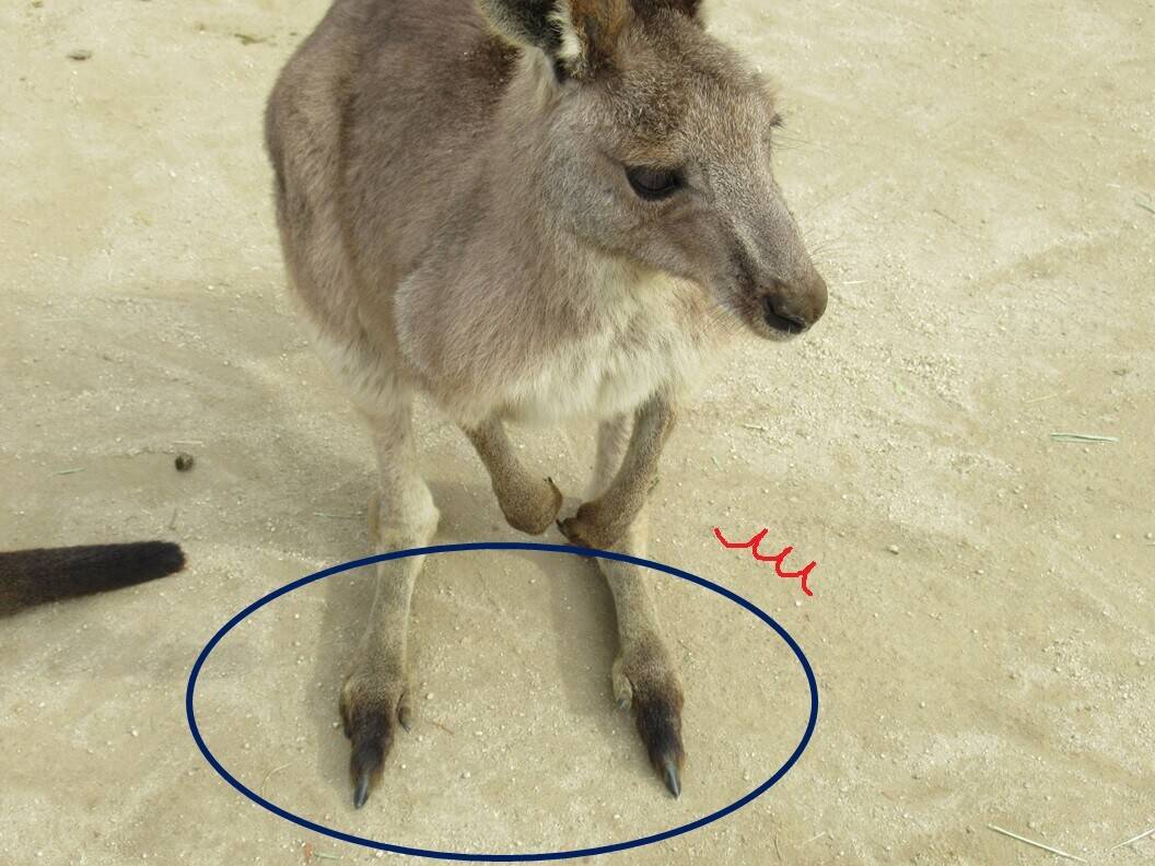 カンガルークイズです Oh カンガルー 金沢動物園公式サイト 公益財団法人 横浜市緑の協会 カンガルークイズです Oh カンガルー 金沢動物園公式サイト 公益財団法人 横浜市緑の協会