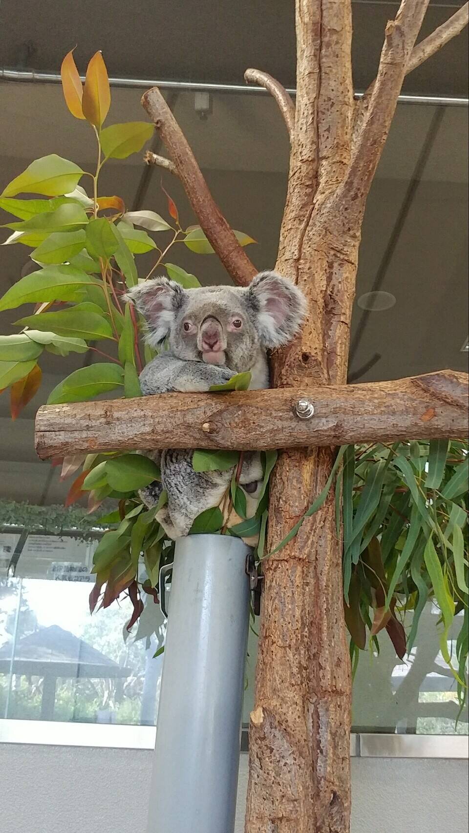 ユイちゃん いろいろ こぼれ話 金沢動物園公式サイト 公益財団法人 横浜市緑の協会 ユイちゃん いろいろ こぼれ話 金沢動物園公式サイト 公益財団法人 横浜市緑の協会
