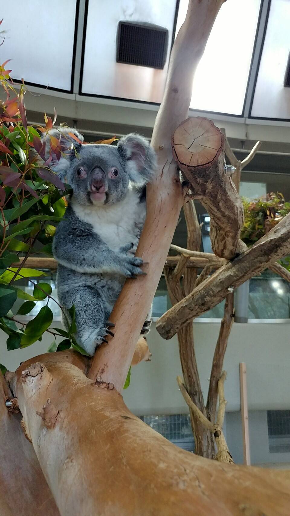 ユイちゃん いろいろ こぼれ話 金沢動物園公式サイト 公益財団法人 横浜市緑の協会 ユイちゃん いろいろ こぼれ話 金沢動物園公式サイト 公益財団法人 横浜市緑の協会