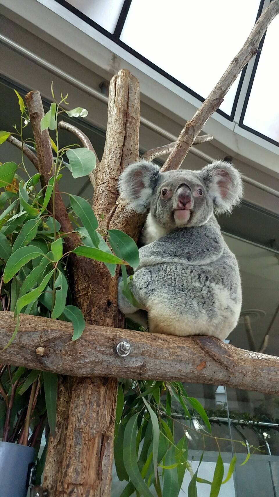 ユイちゃん いろいろ こぼれ話 金沢動物園公式サイト 公益財団法人 横浜市緑の協会 ユイちゃん いろいろ こぼれ話 金沢動物園公式サイト 公益財団法人 横浜市緑の協会