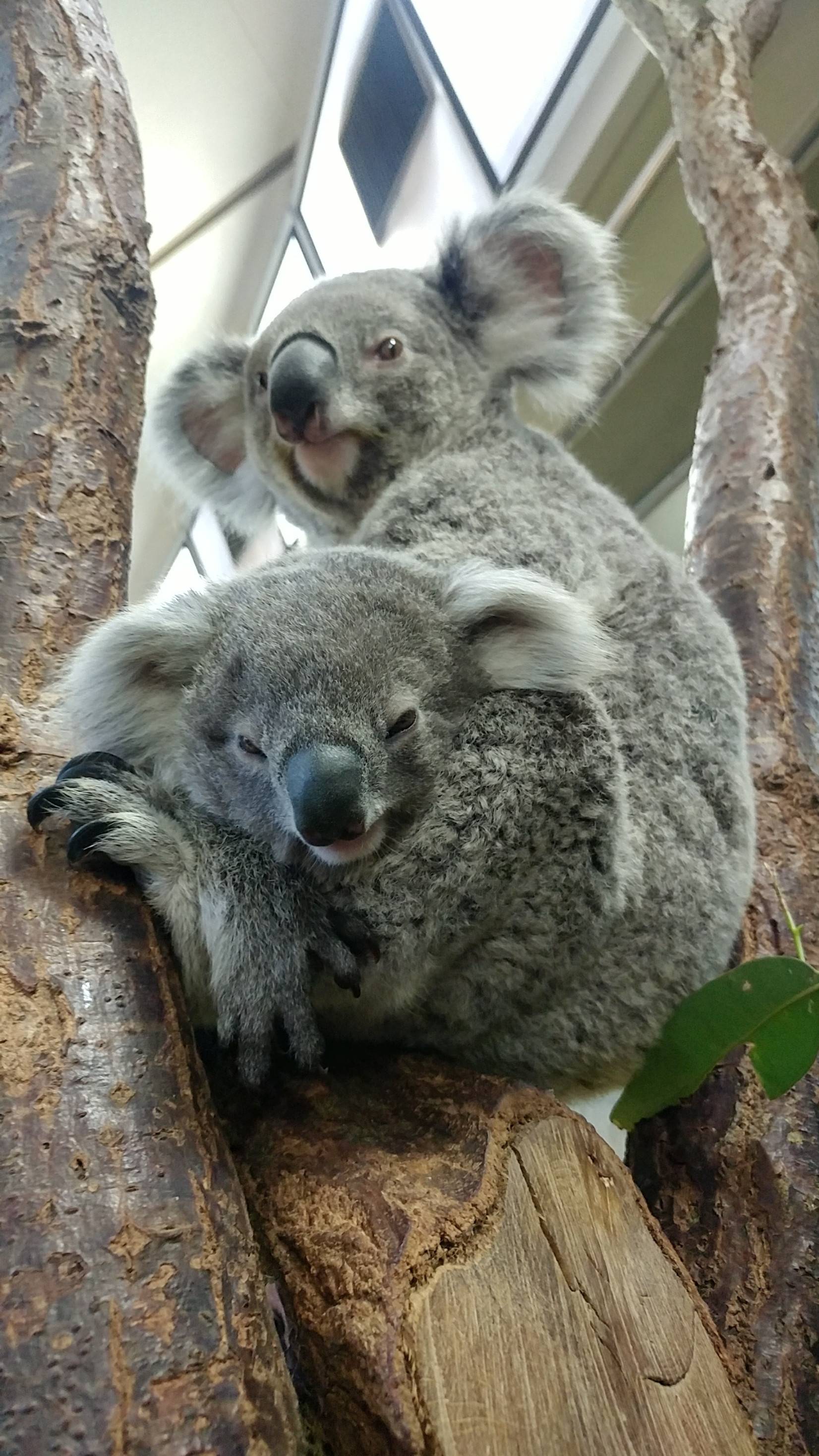 コアラのパーティータイム こぼれ話 金沢動物園公式サイト 公益財団法人 横浜市緑の協会