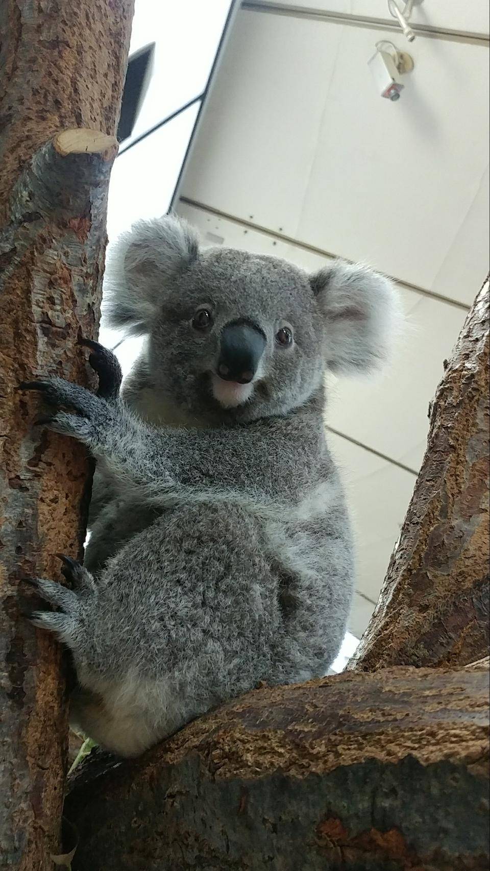 たんぽぽが1歳になりました こぼれ話 金沢動物園公式サイト 公益財団法人 横浜市緑の協会 たんぽぽが1歳になりました こぼれ話 金沢動物園公式サイト 公益財団法人 横浜市緑の協会