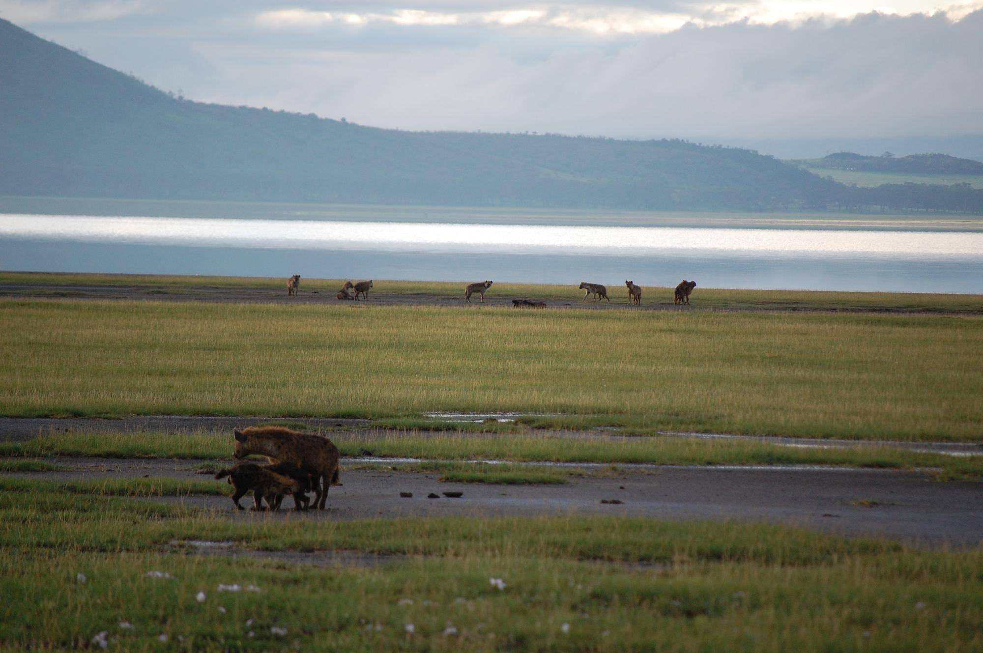 ⑤ナクル湖とハイエナ.jpg