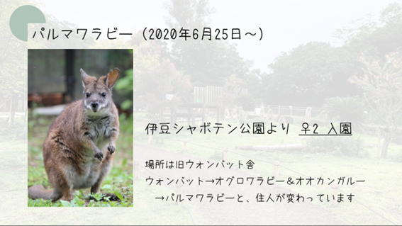 パルマワラビー入園.png
