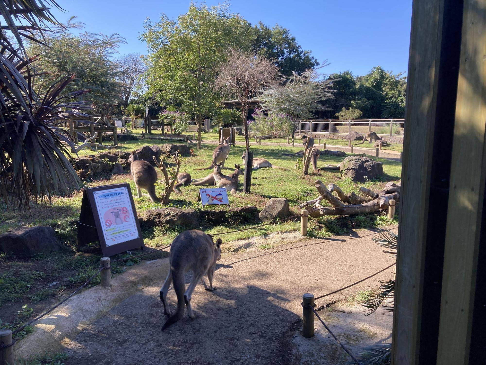 扉の前にカンガルー (2).jpg