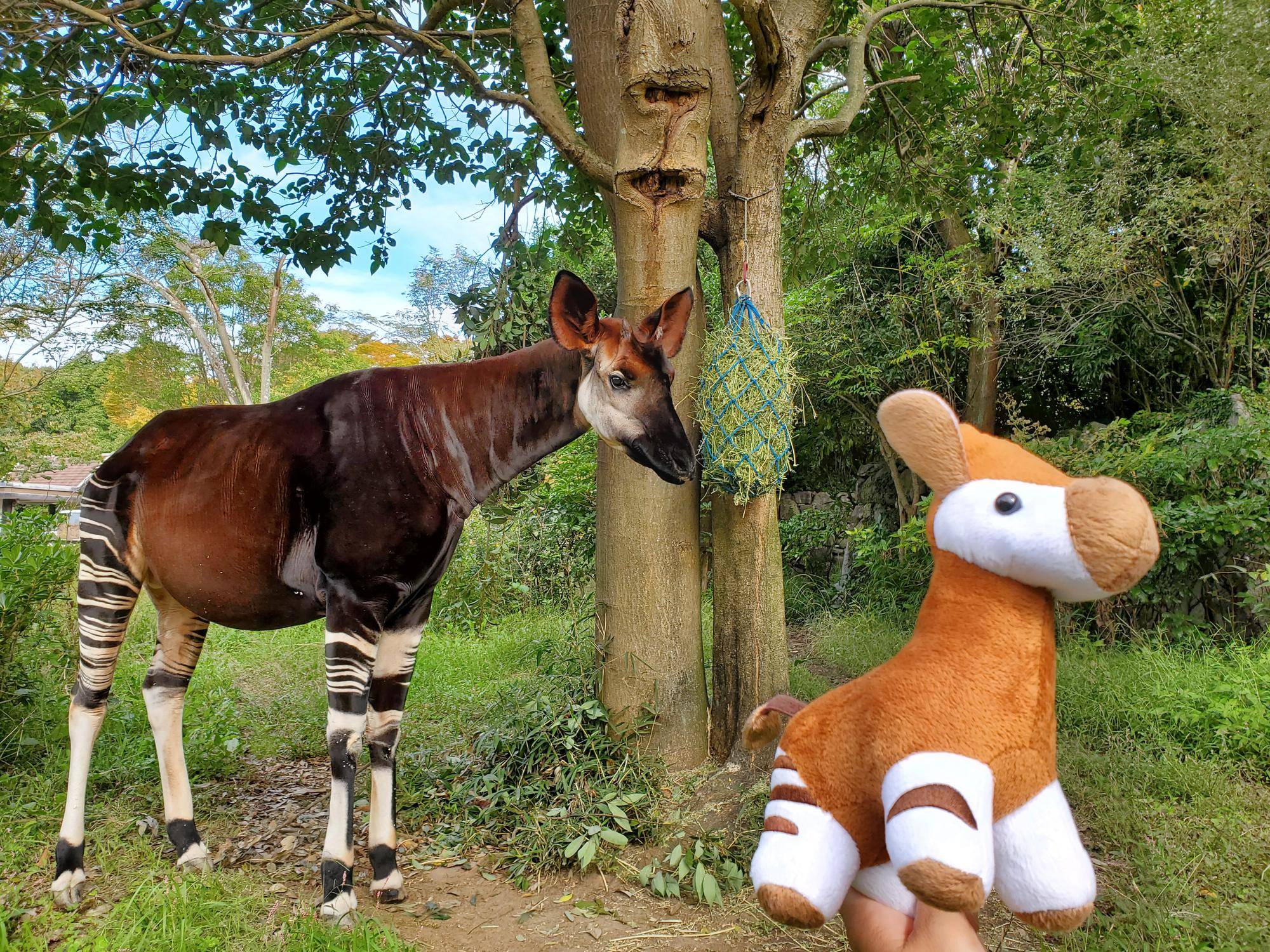 ⑤オカピとオカピのぬいぐるみ.jpg