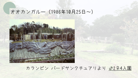 カンガルー入園.png