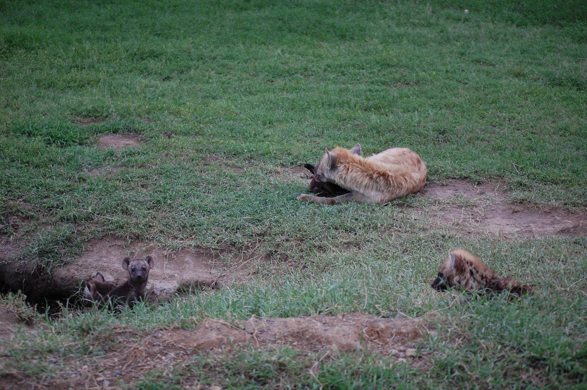 ⑦巣穴とハイエナ.jpg