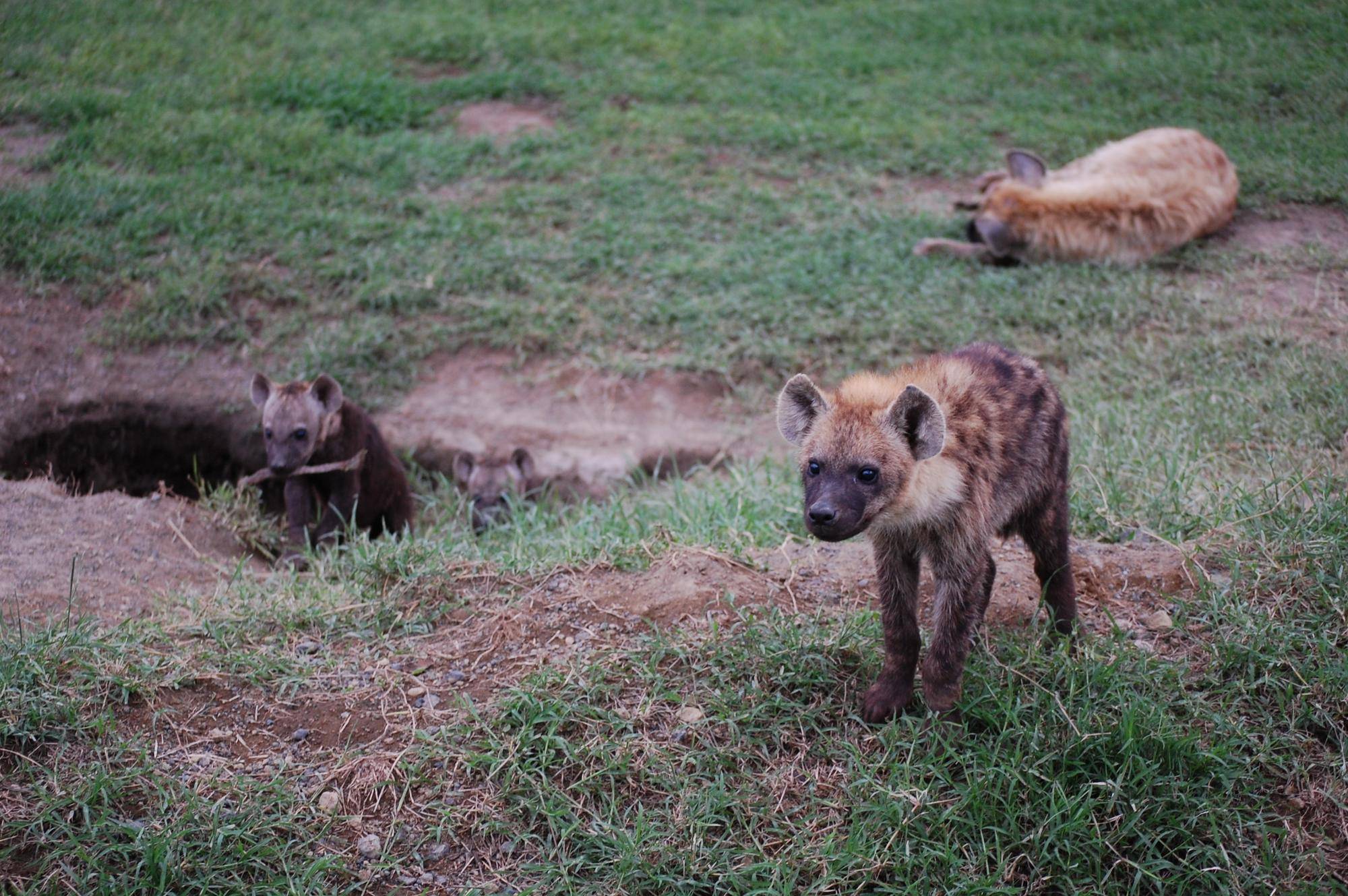⑧巣穴とハイエナ2.jpg