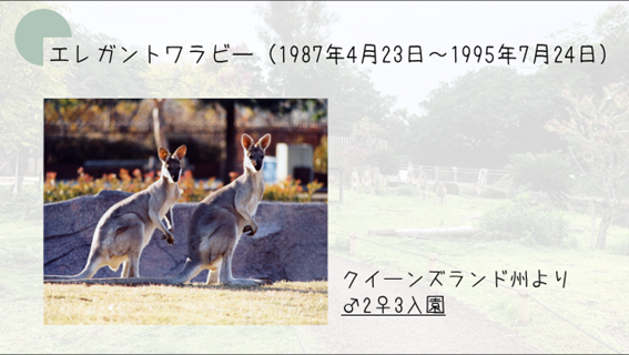エレガントワラビー入園.png