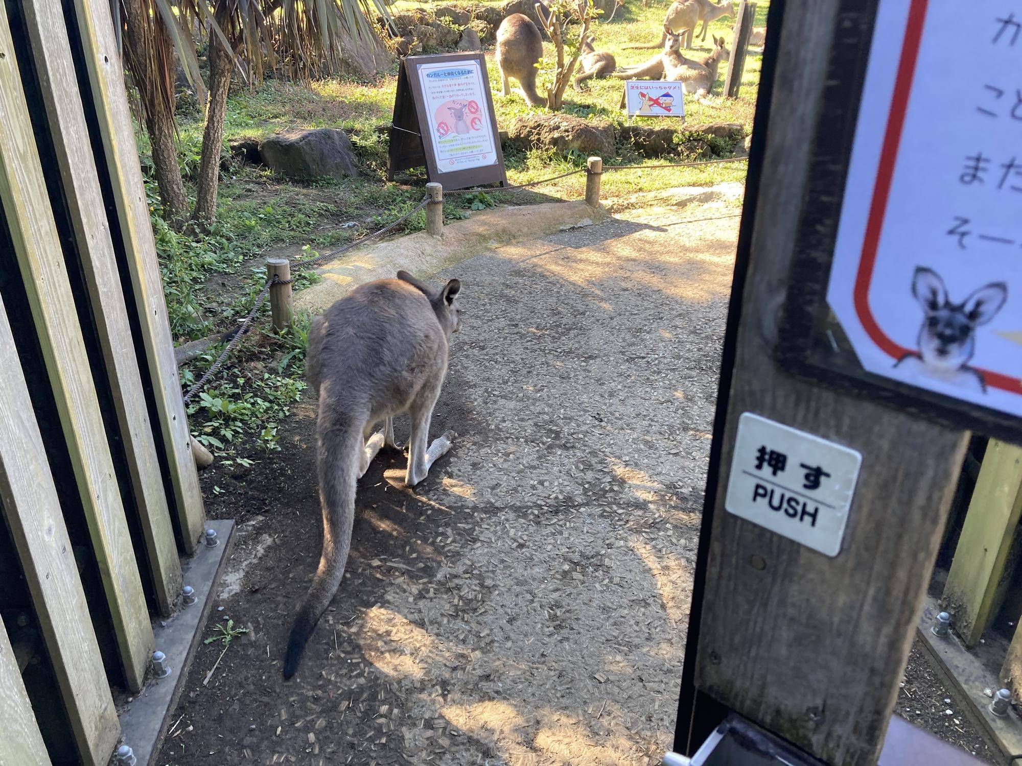 扉の前にカンガルー.jpg