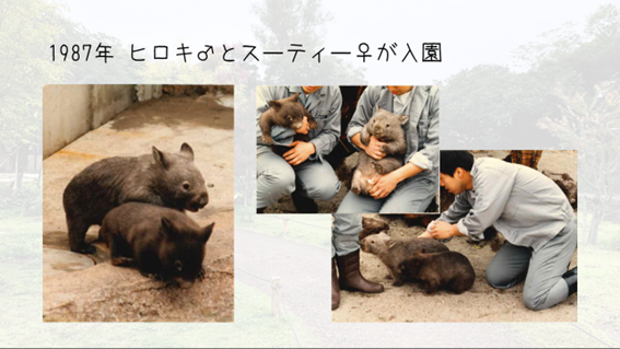 ウォンバット入園.png
