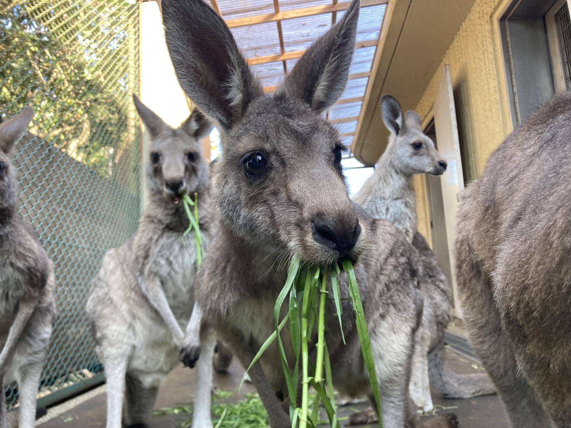 バックヤードのカンガルーたちも美味しそうに食べてます.jpg