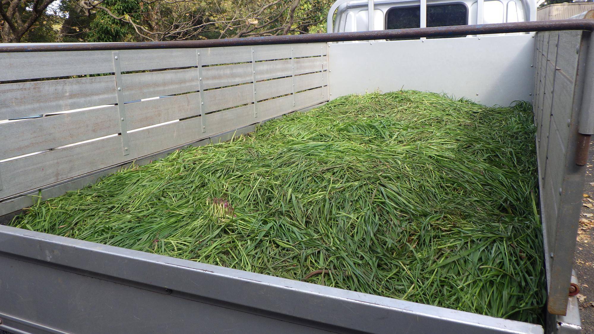 トラックの荷台にいっぱいの青草.jpg
