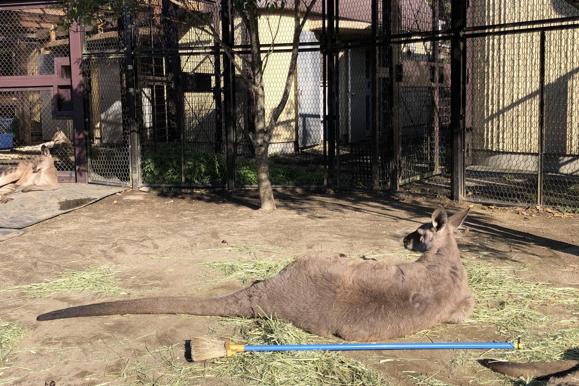 オス.jpg