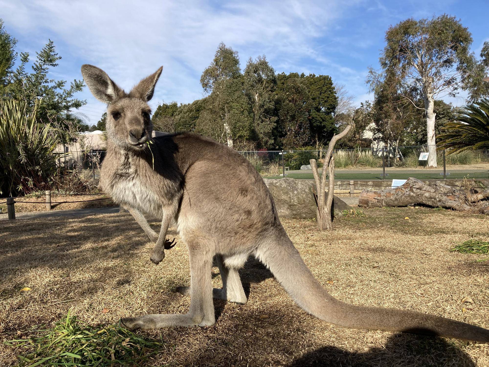 カンガルーだよ.jpg