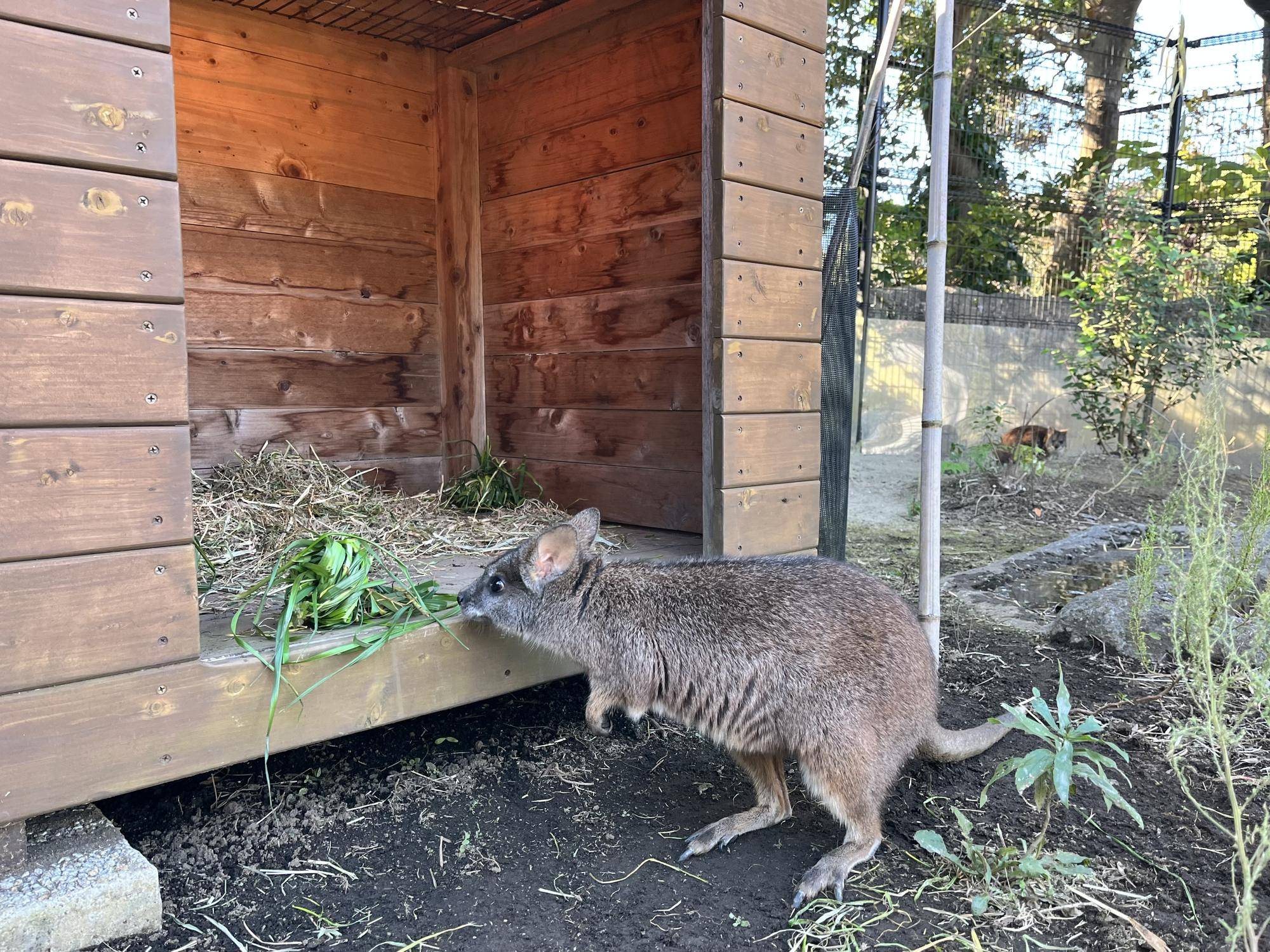 小屋を覗くサト.jpg