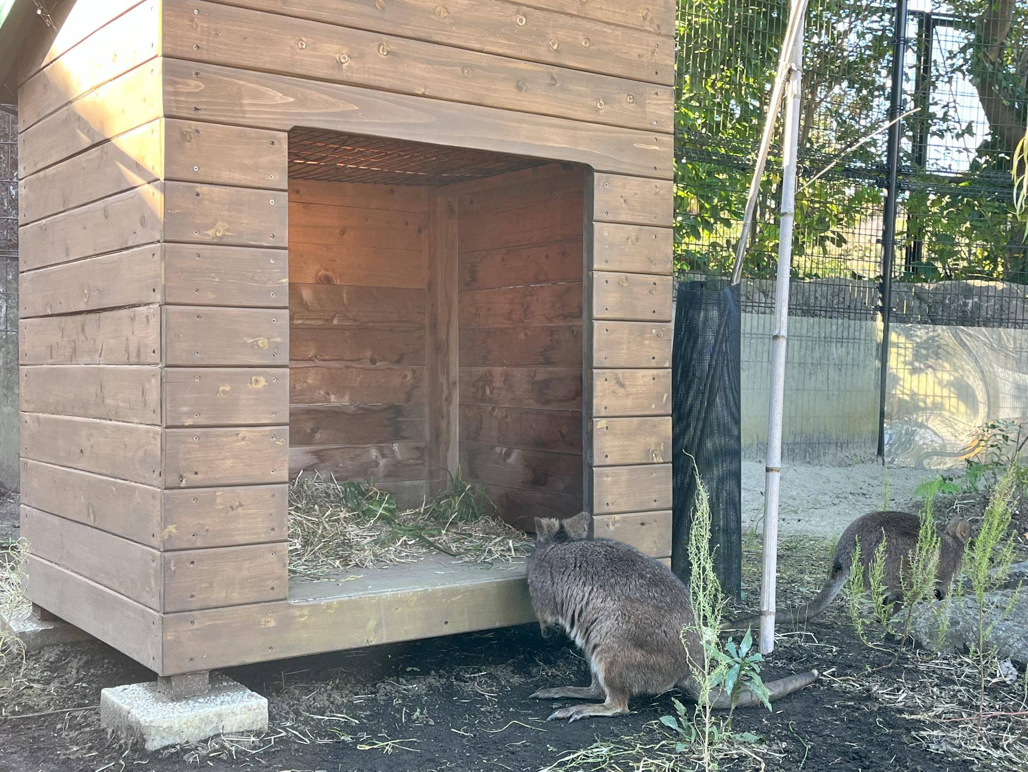 小屋を除くスジコ.jpg