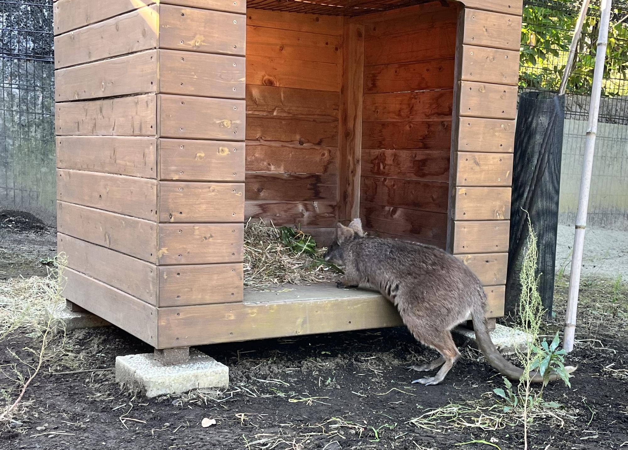 小屋を覗くグラ.jpg