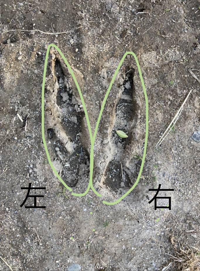 カンガルーの足跡.jpg