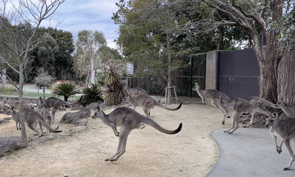 跳躍するカンガルーたち.jpg